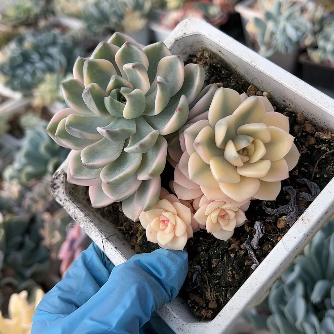 红粉佳人锦底座，介意慎拍