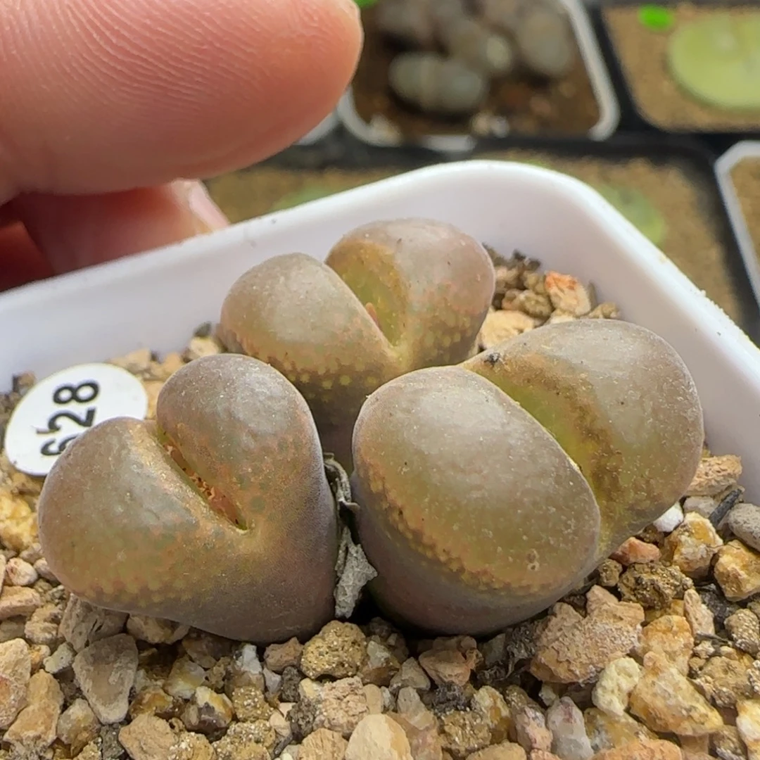 漂漂亮亮多肉植物628