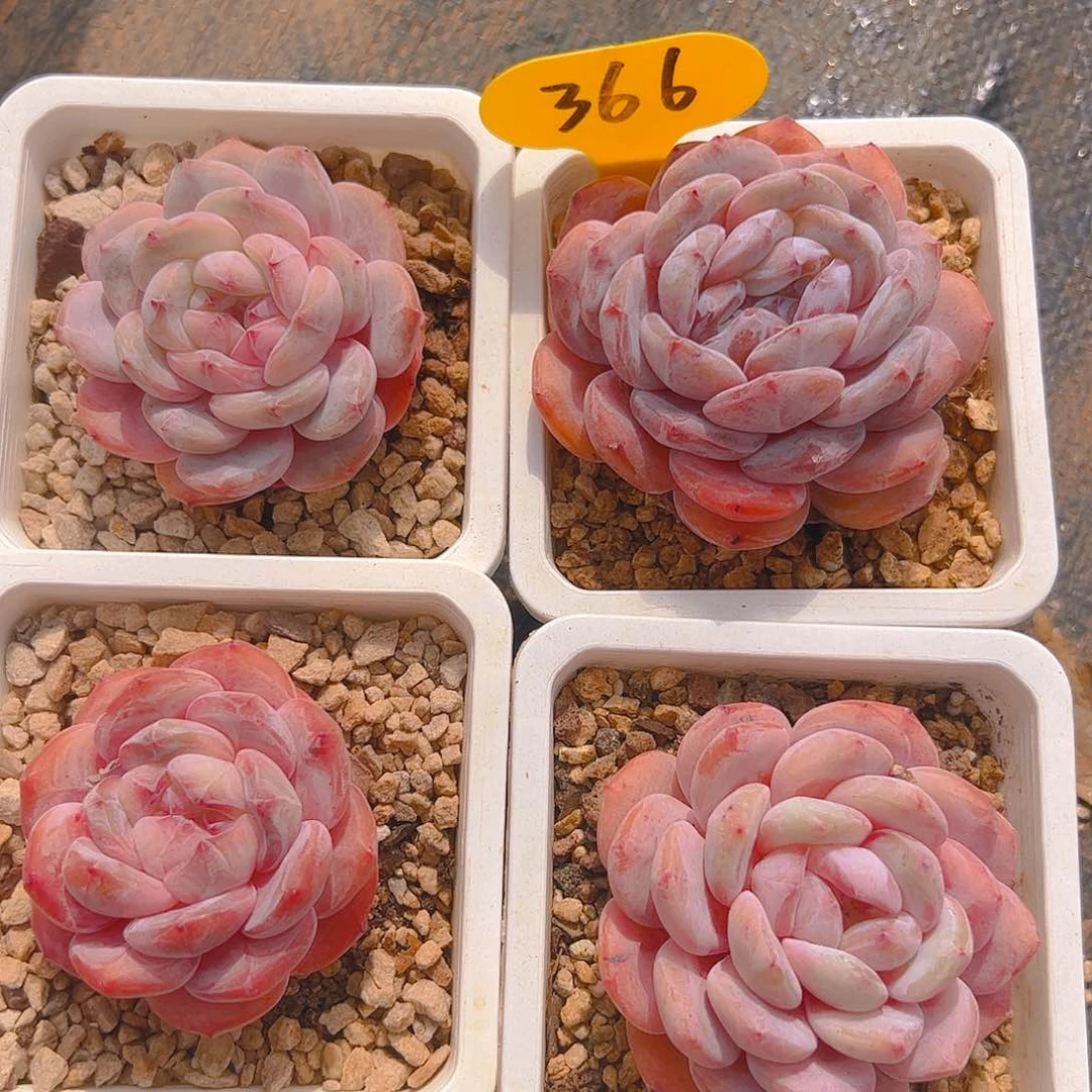 四颗星影366号一物一拍