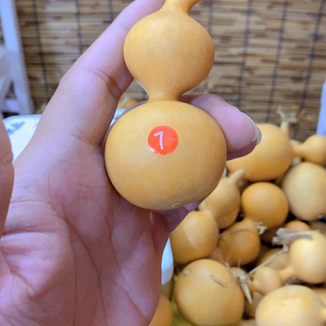 厚铁皮蚂蚁肚葫芦