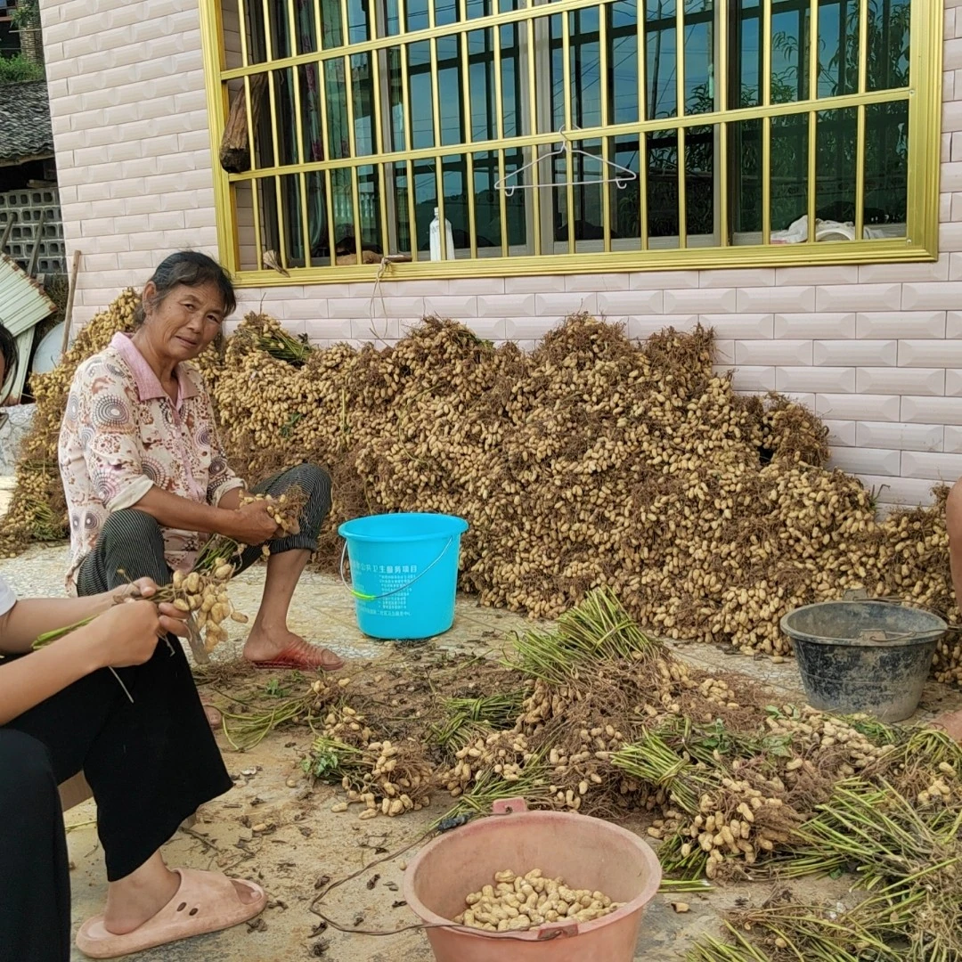 湖南武冈现挖带壳带泥新鲜粉皮湿花生可生吃水煮口感香甜