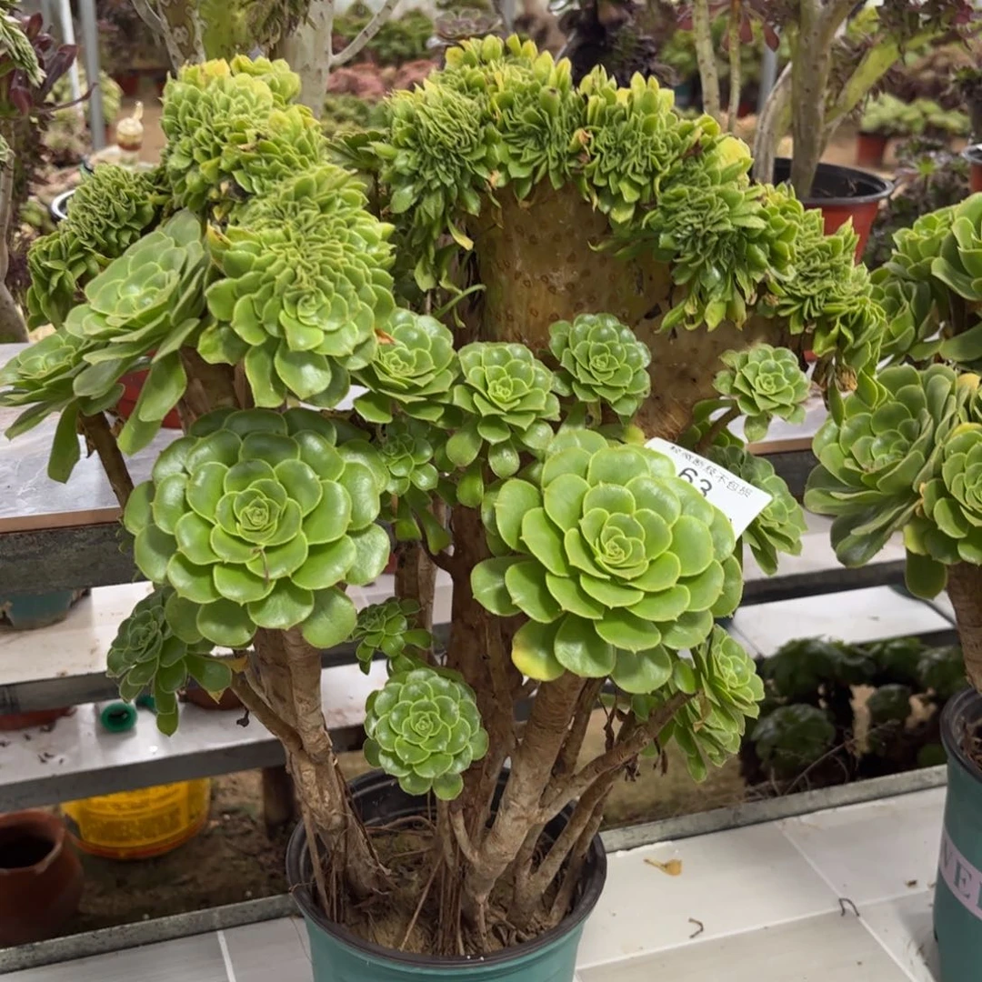 63绿羊绒缀化多肉植物法师