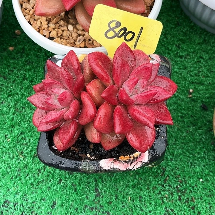 贺菲斯托8001号码牌子的