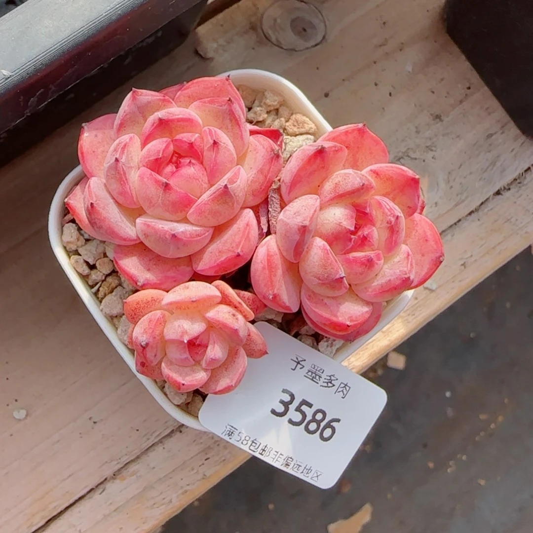 森林玫果，3586多肉植物