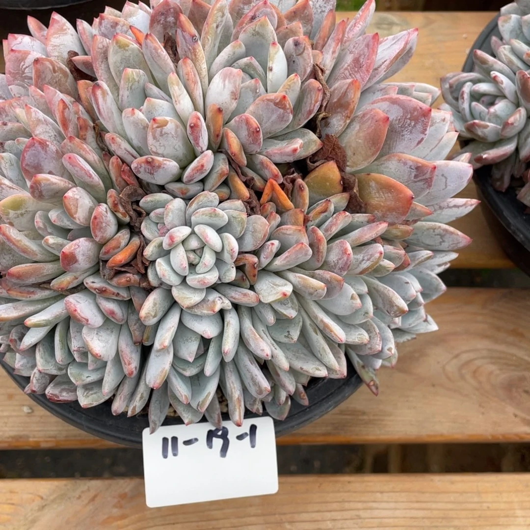 小***蛇11-19-1静好多肉园艺