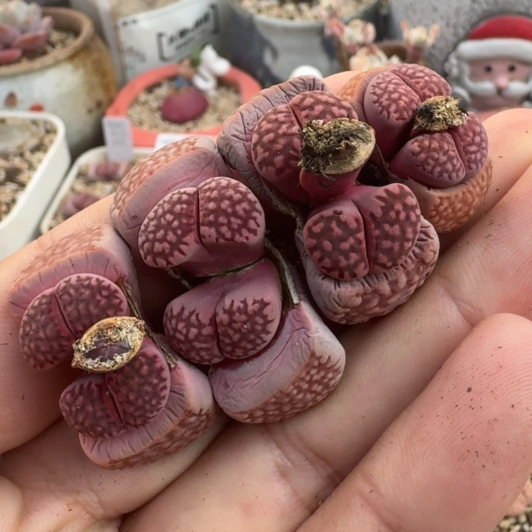 K788新品紫寿丽混合四年母本