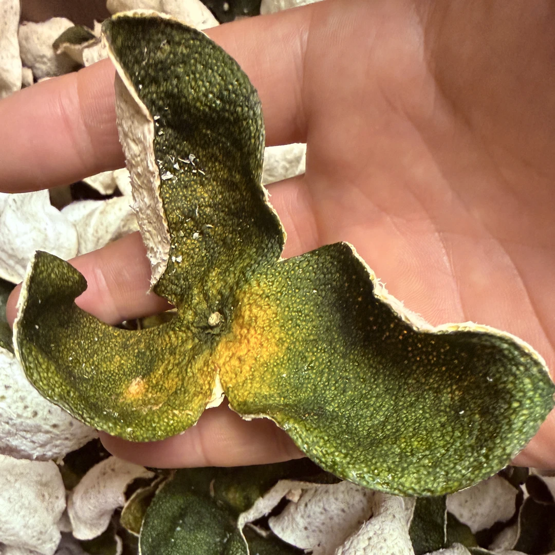 正宗梅江圈枝一两八｜2025年新会梅江圈枝大青皮陈皮