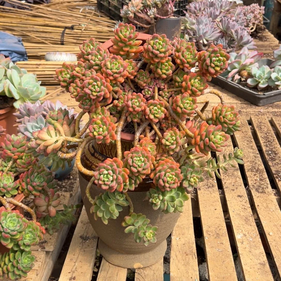 露养老桩脱土裸根香格里拉