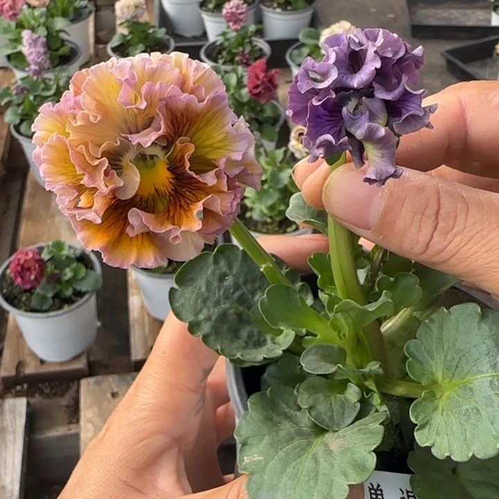 无花朵L134角堇小苗一物一拍苗晃
