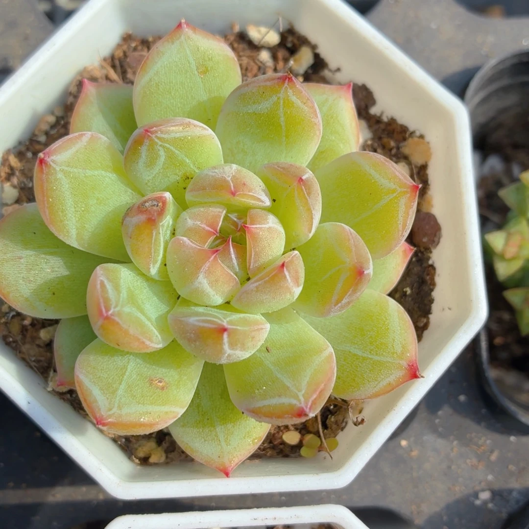 雪花珍妮多肉9.9包邮发货