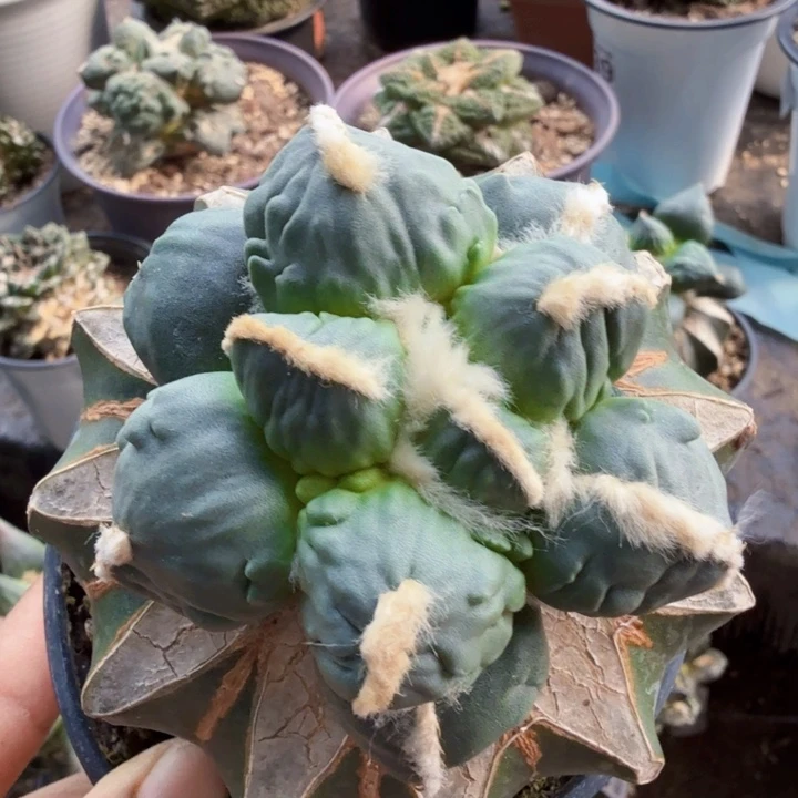 急***州033蓝白肌蛋怒牡丹