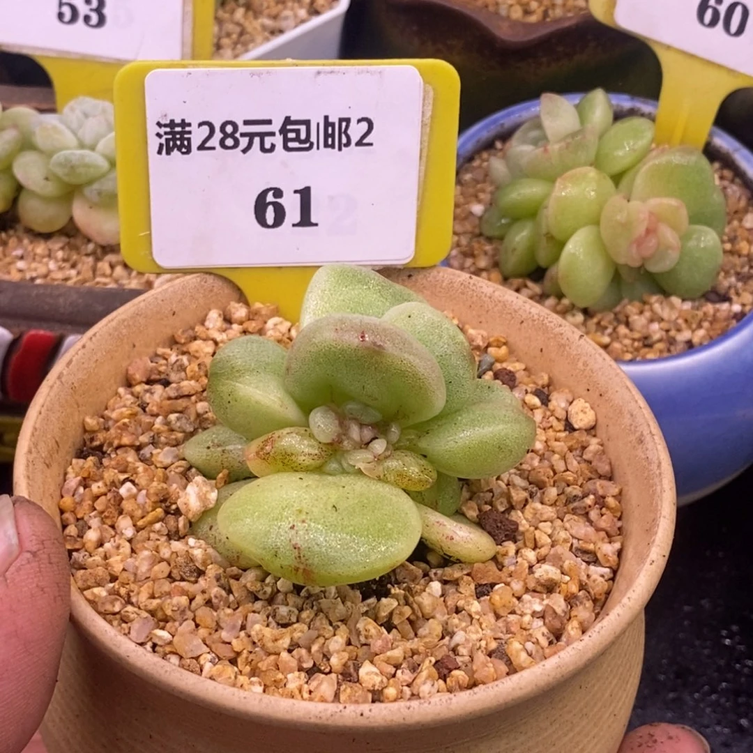 261冰玉石化变异心，母猪体