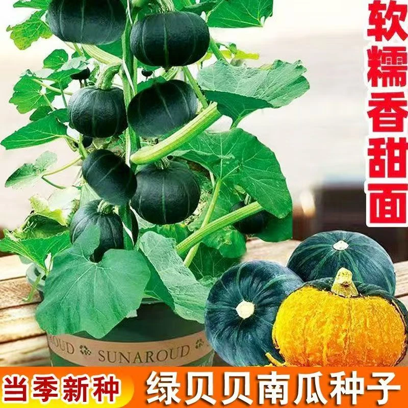 绿贝贝南瓜种子板栗小南瓜种子新品种甜香糯早熟易种春秋蔬菜种子