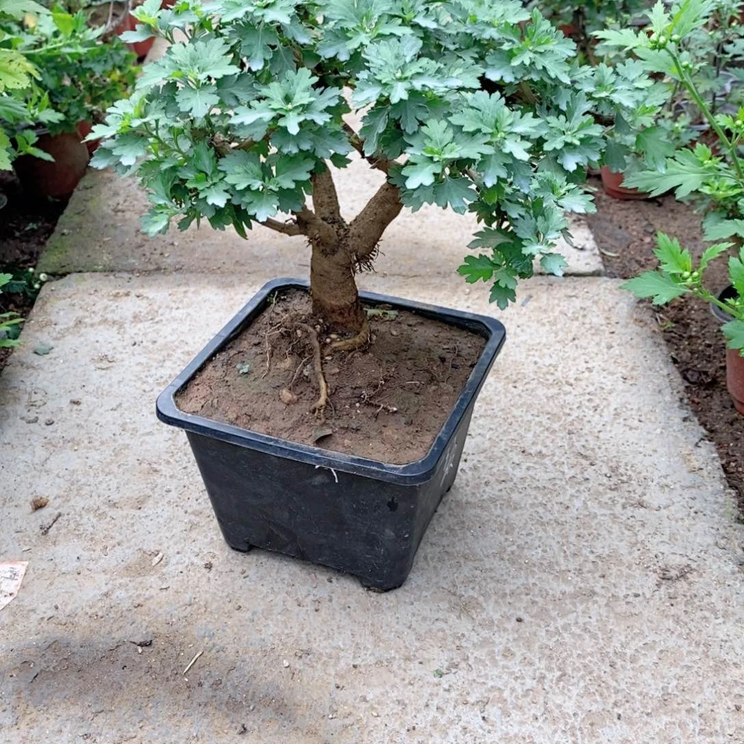 无花朵盆景盆景盆景