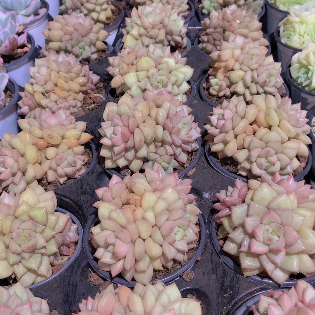 黄金象牙3567889990000