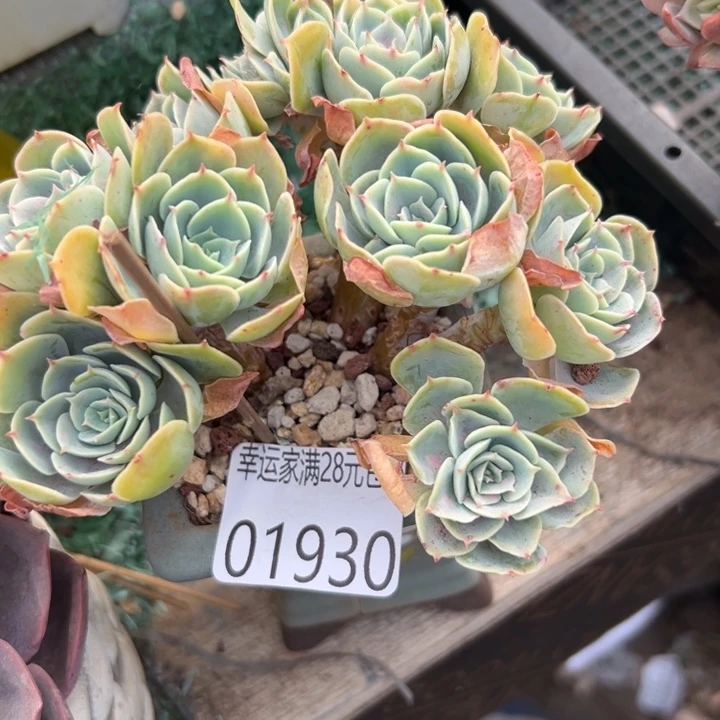 幸运儿是一位非常优秀