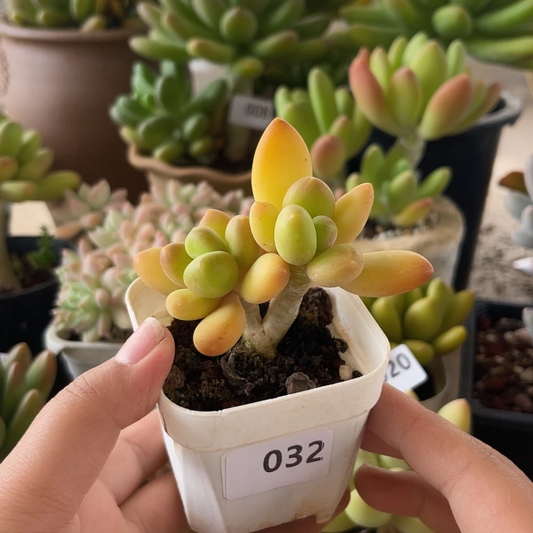 芒果奶。 032。  111111111