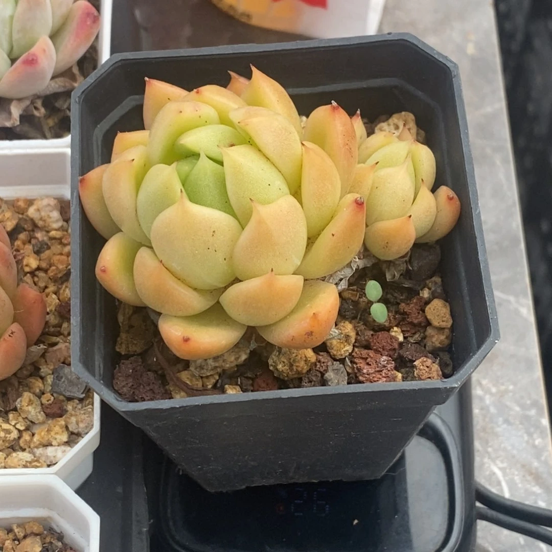 东云杂交双头秋秋专拍