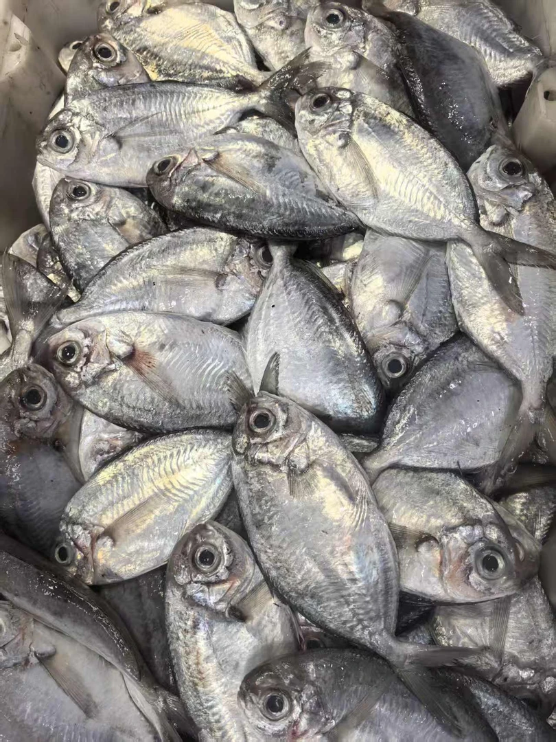 白面肉鲳/白皮肉鲳 直播间现称  顺丰到家