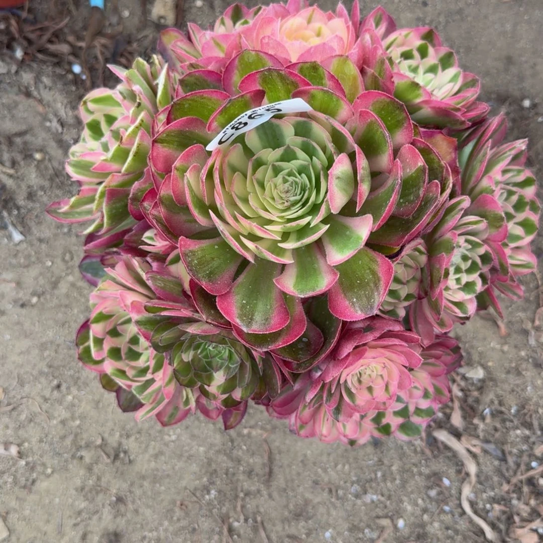 865荔枝多肉植物