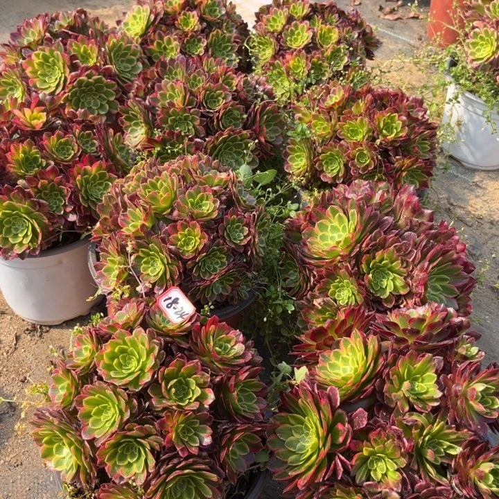 朝霞朵朵不大一个亮牌