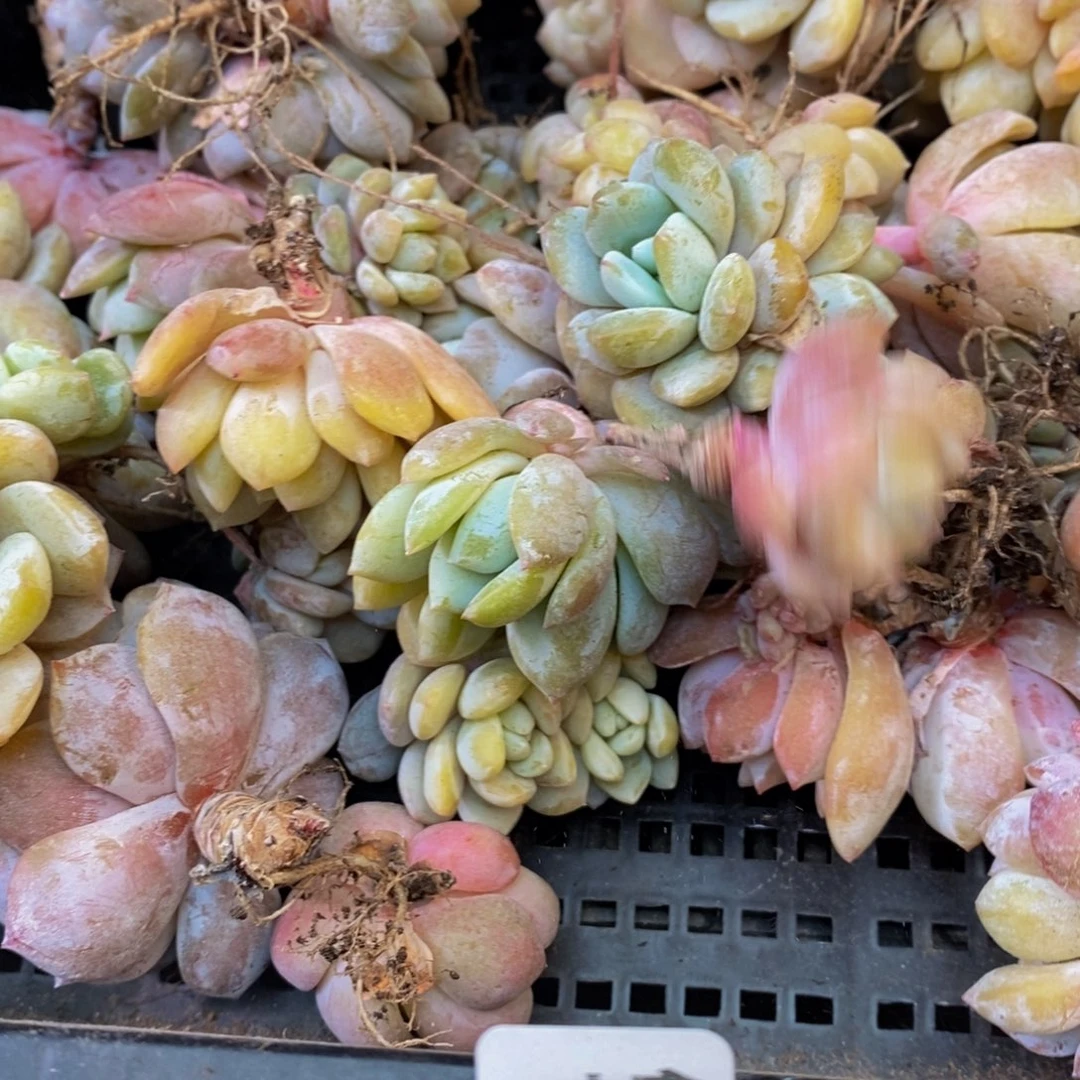 191多人受伤我是个小