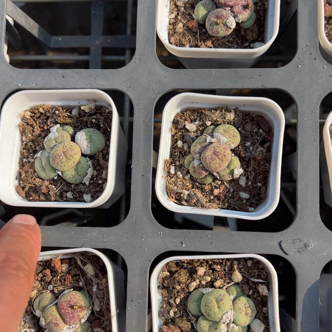 小红嘴亲戚到手1颗量拍多肉满18元包邮下午发