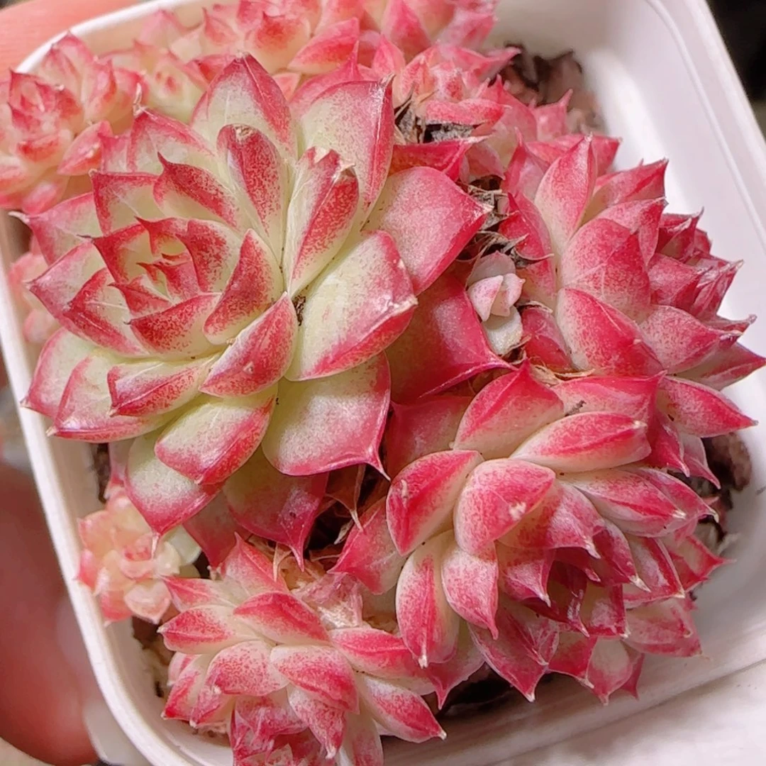 花语逸镜1130-256散
