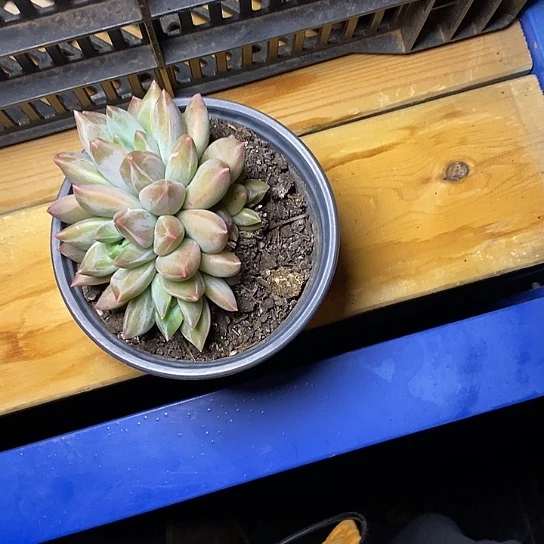 子*77//////////////