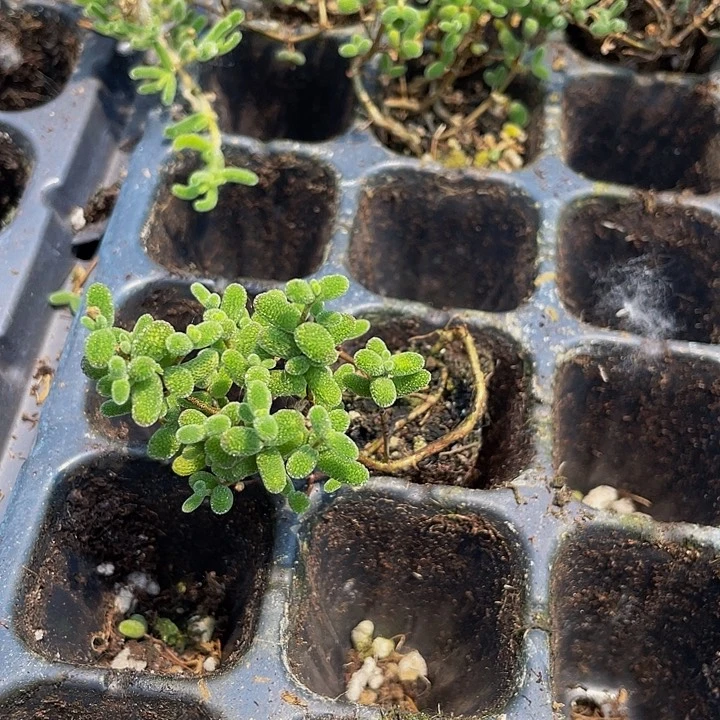 小糖球1元带土发