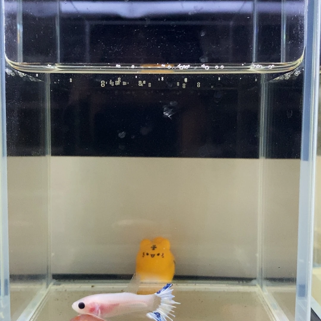 海水鱼175175175175175175