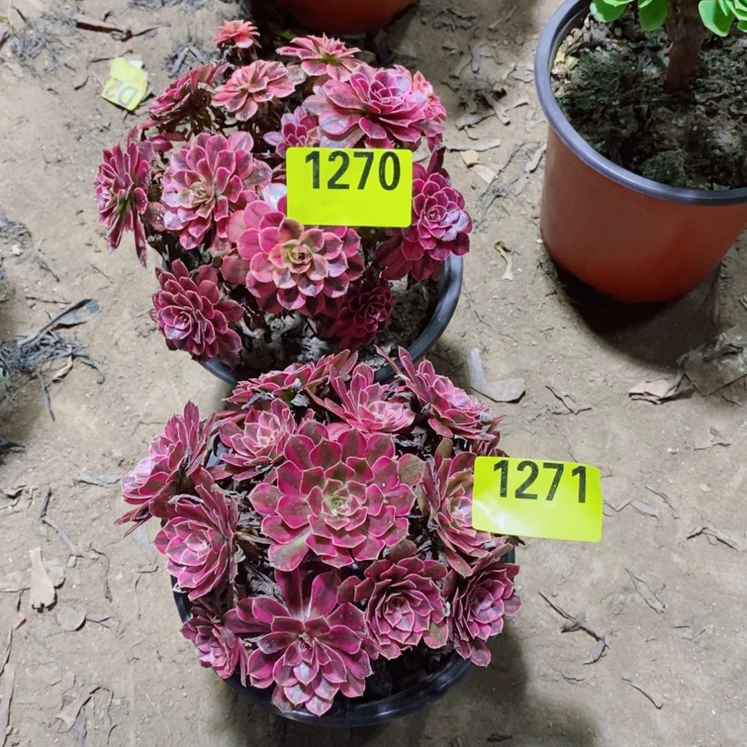 黑同白丛林丛林多肉法师12701271