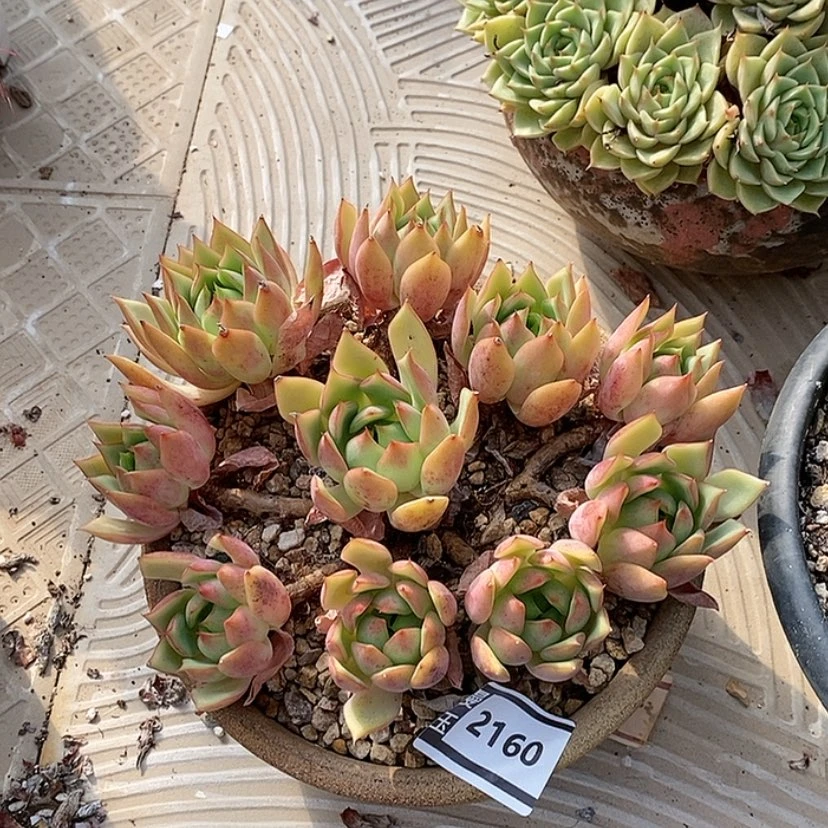 【闪购商品】宝莲灯2160