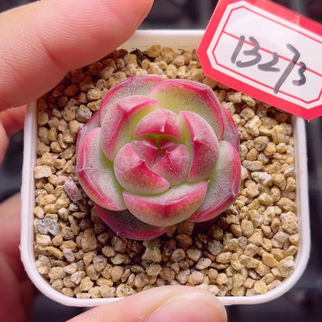 B273 一物一拍 玲珑系列珍妮