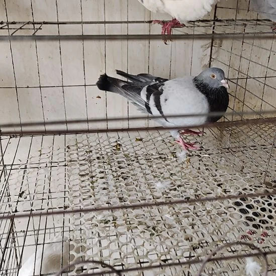 1中国大陆包装乳鸽肉鸽两对