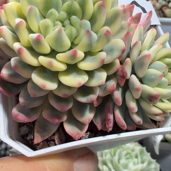 精灵锦双头多肉植物1198