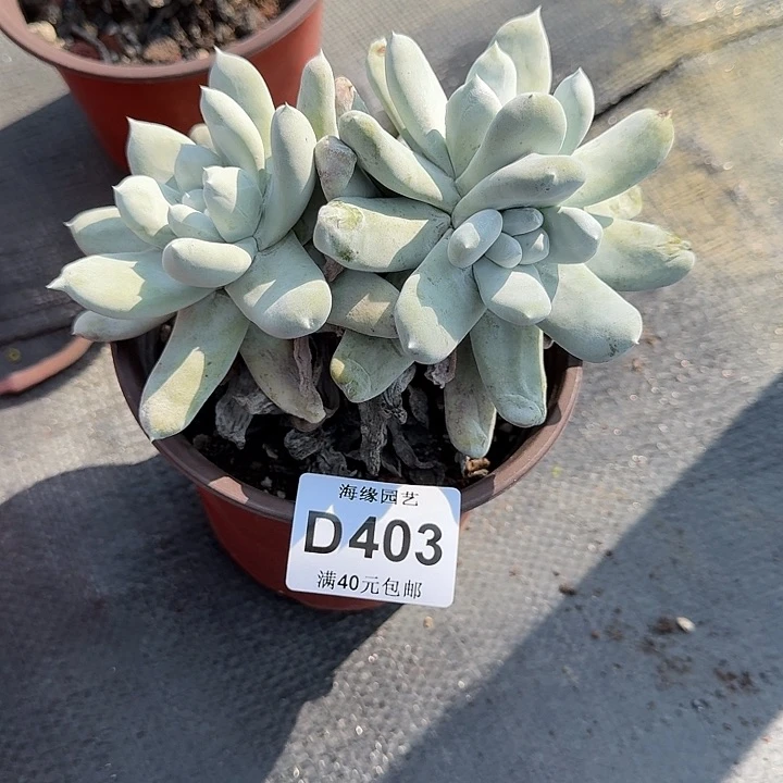 佛**冬拇指仙女杯多肉植物