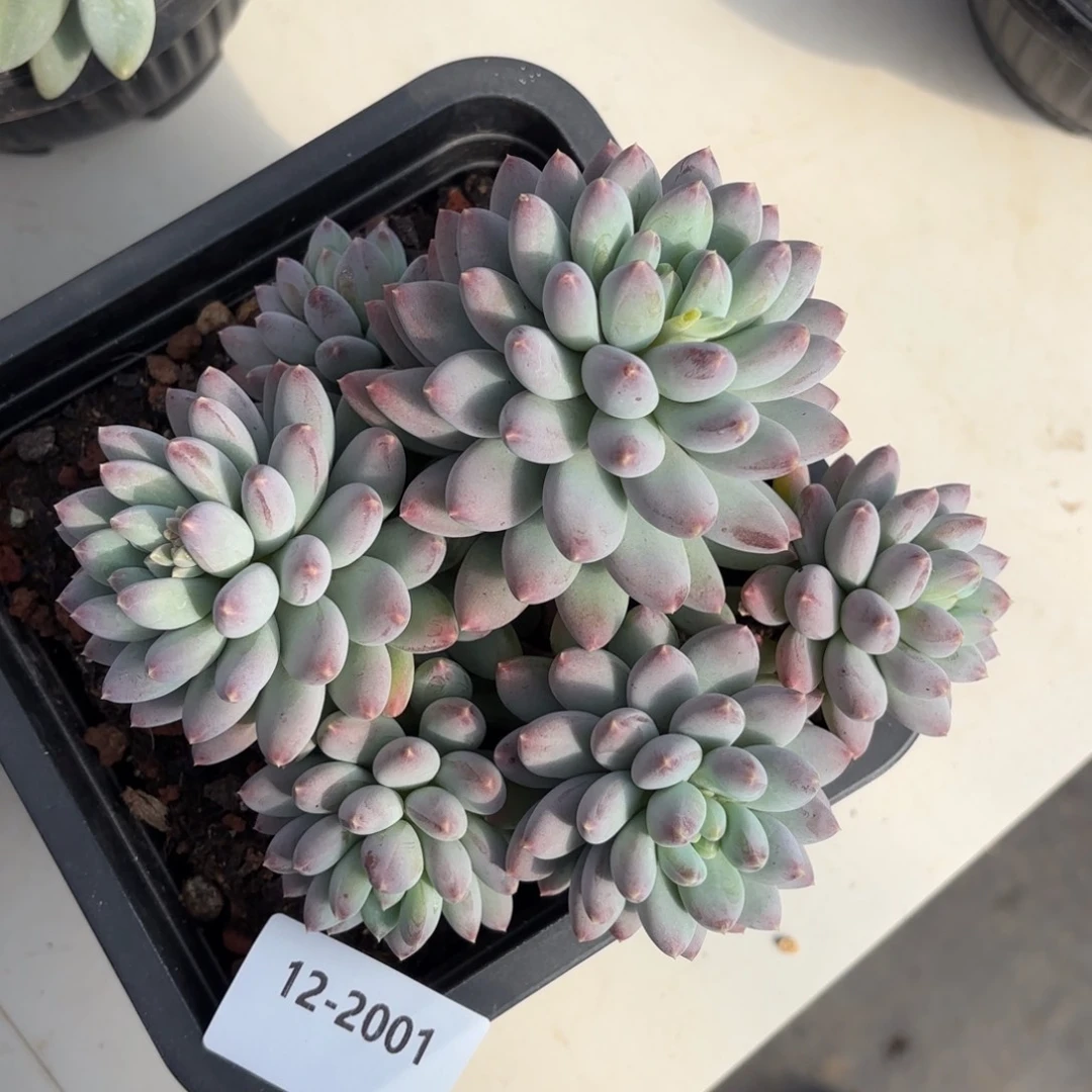 爱***瑞2001星月菩提美人多肉植物