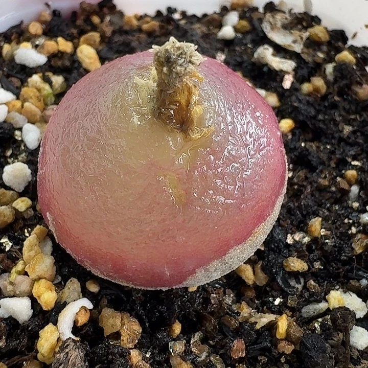 老马生石花2.7灯泡1042