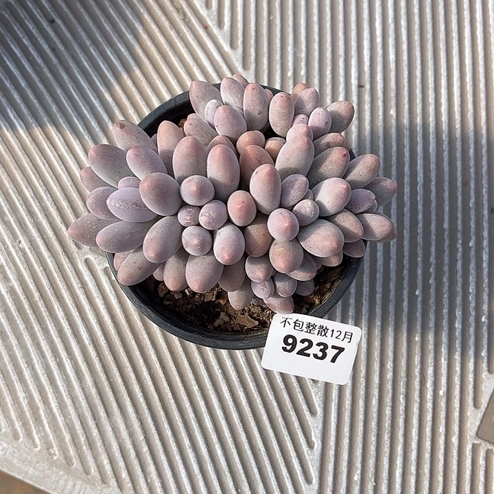 阿雅园艺。     9237汤圆