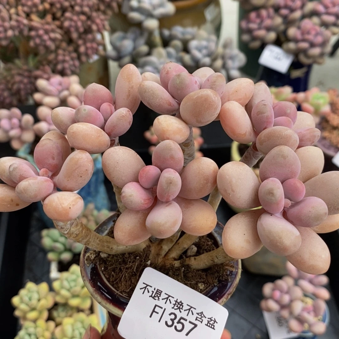 357糖果桃蛋12cm多肉