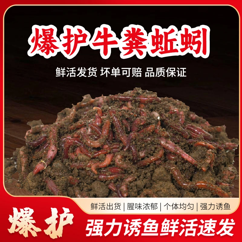 蚯蚓活饵钓鲫鱼鱼饵钓鱼包邮用于野钓黑坑钓鲤鱼鲫鱼等垂钓饵料