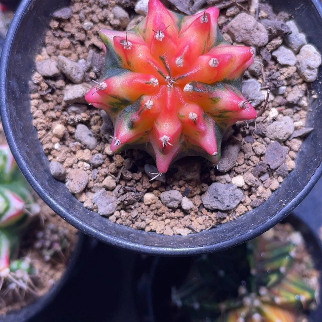 1-278米哈锦3.8厘米