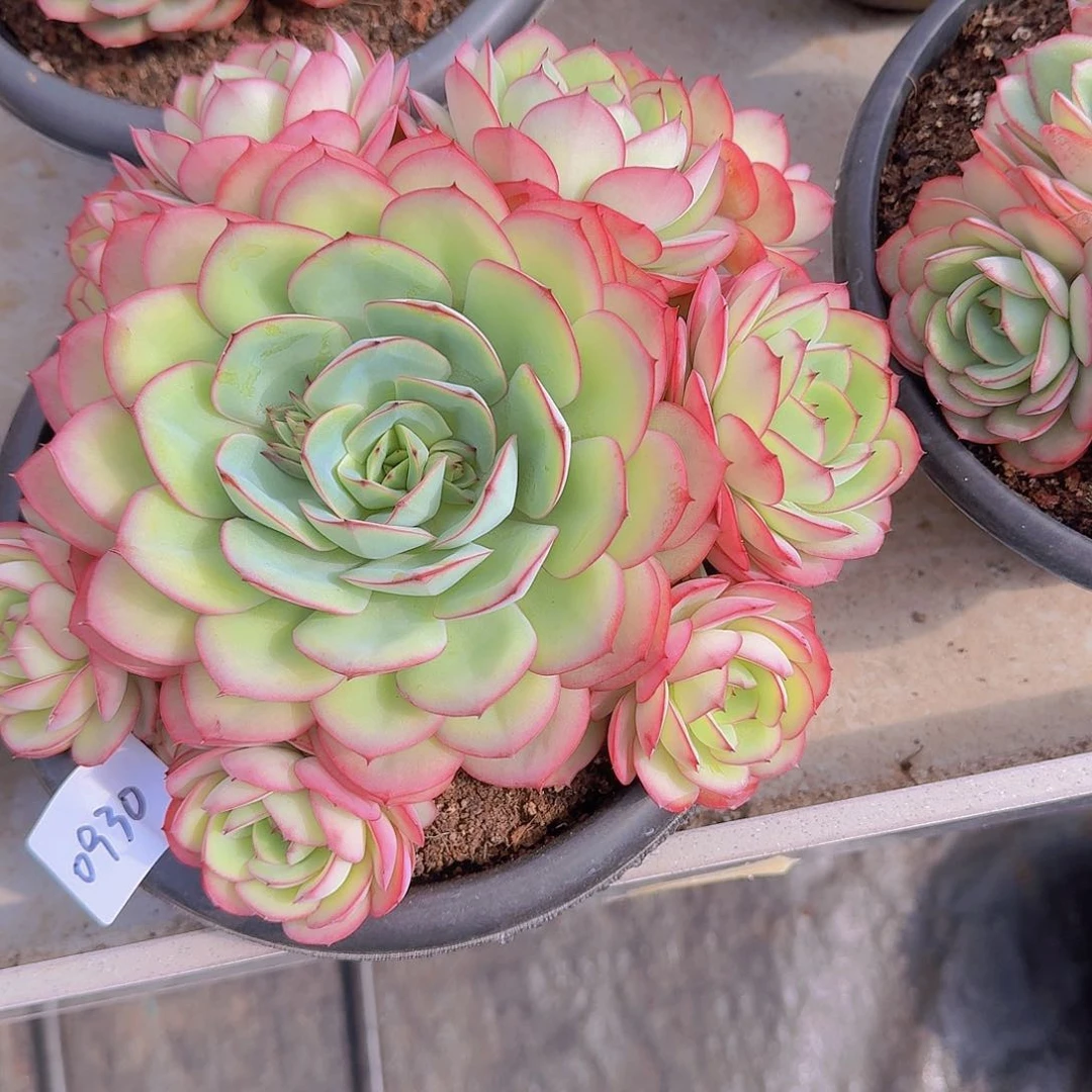 程*?0930牡丹亭多肉