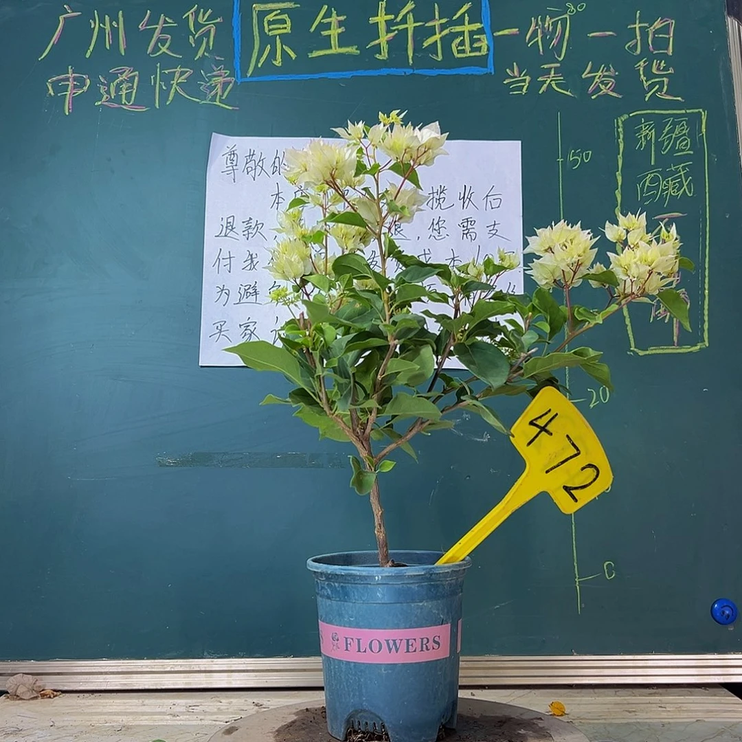 当前无花栽培后可以开花 福利 怡锦 472