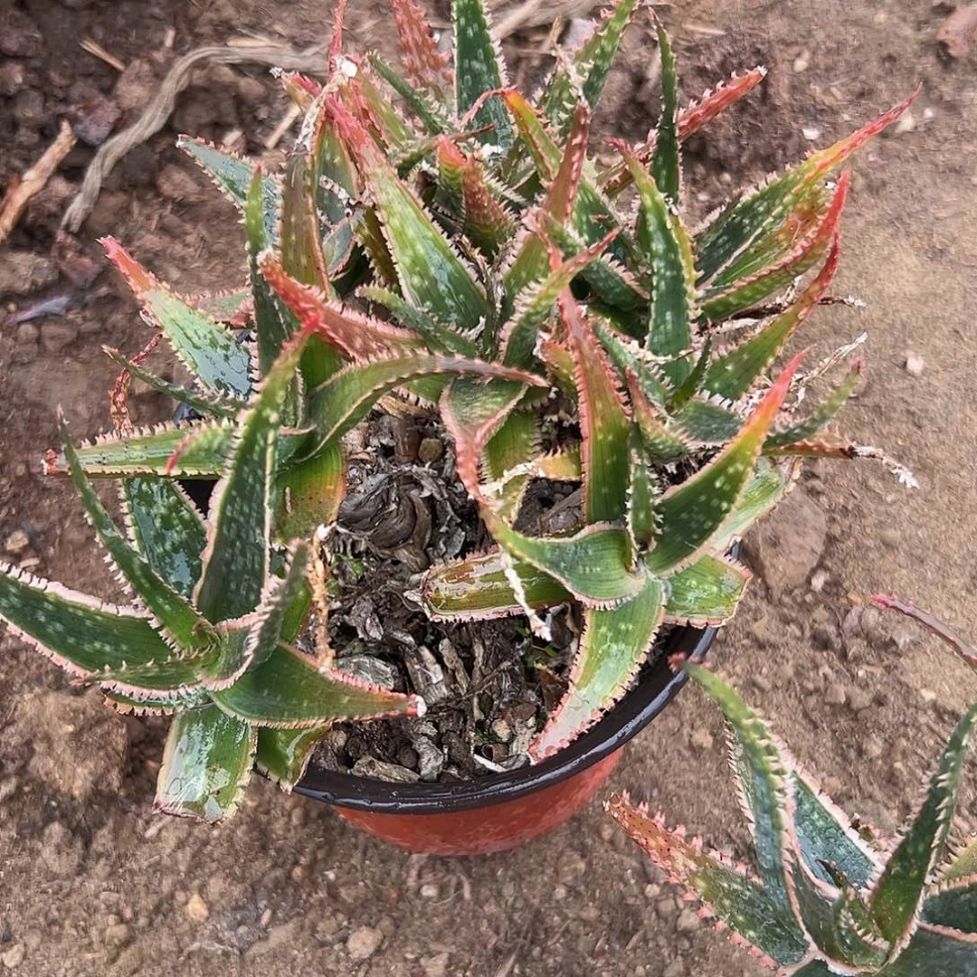 多肉植物多肉植物