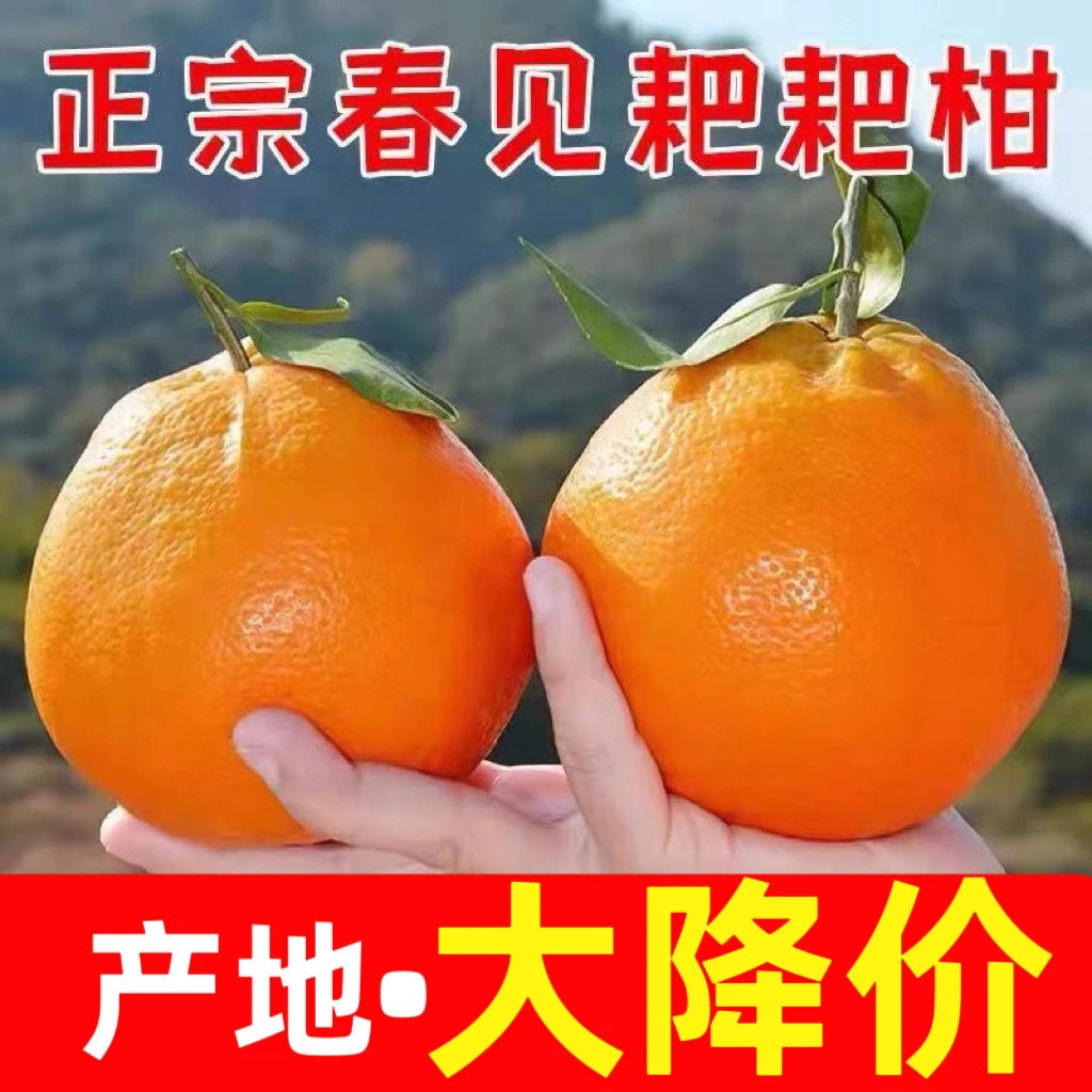 爆甜多汁现摘正宗四川春见耙耙柑应季新鲜水果薄皮柑橘
