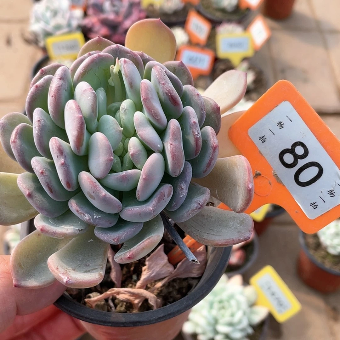 【闪购商品】H***?80号的