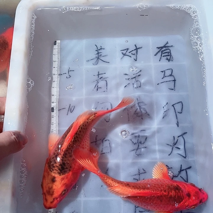 蝴蝶鲤鱼渔场直发28