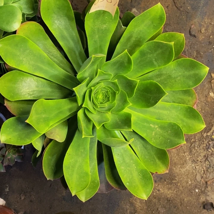 香炉盘多肉断头不包0987